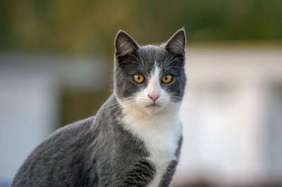 猫 流浪猫 动物 街头猫 国内的猫 猫科动物 哺乳动物 可爱的