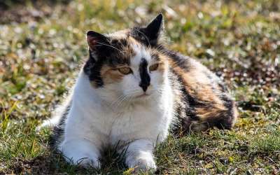 猫 哺乳动物 动物 野生动物 家猫 幸运猫 多彩多姿的 家畜