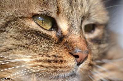 猫 鲭鱼 灰色的 家猫 动物 猫脸 长发