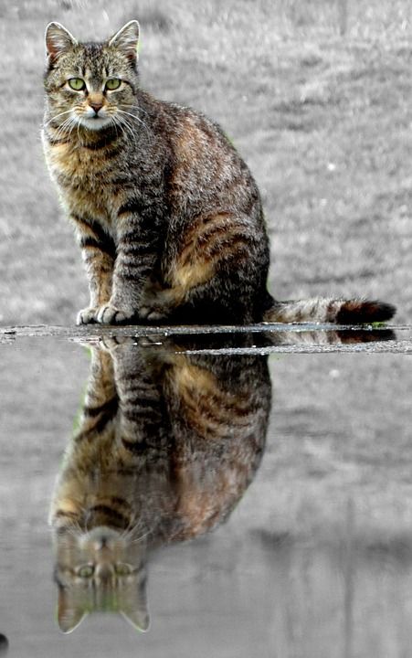 猫 虎斑猫 宠物 水坑 反射 动物 国内的猫 猫科动物 哺乳动物