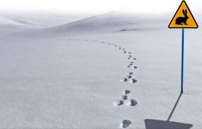 发誓 雪 野兔 动物 海报 路径 冬天 符号