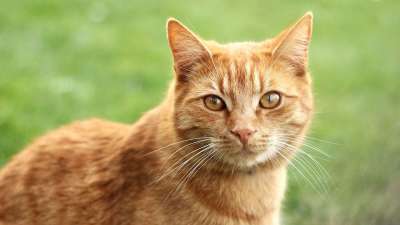 猫 微红 哺乳动物 头 动物 生姜 绿色 看法 眼睛