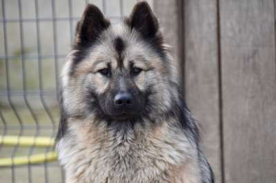 狗 母狗 狗Eurasier 动物 纯种狗 狗蓝色的圣诞节 可爱