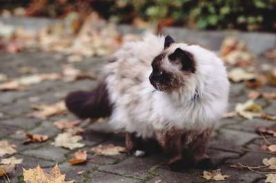 动物 秋天 背景 浅褐色的 Birman 品种 棕色 猫 特写