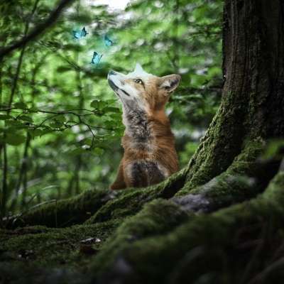 狐狸 动物 森林 树木 蝴蝶 蓝色的 自然 景观 树叶 幻想