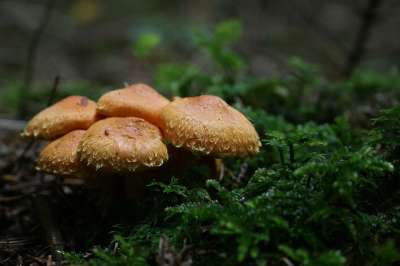 蜜环菌 蘑菇 森林 苔藓 自然 真菌学 生长