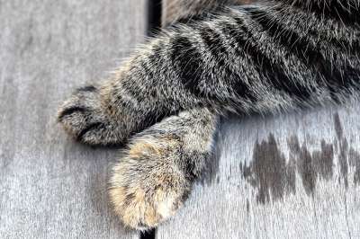猫爪 猫 动物 毛皮 爪子印 关闭 爪子 家畜