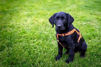 小狗 伤心 可爱的 狗 动物 宠物 犬类 肖像 国内的 小的