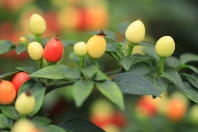 观赏浆果 浆果 马Pseudocapsicum 黄色 红色的 橙色的