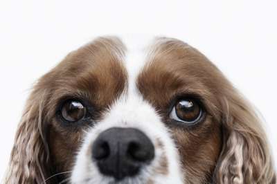 狗 骑士国王查理斯横 西班牙猎犬 宠物 动物 犬类 肖像 白色背景