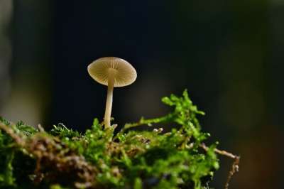 蘑菇 苔藓 光盘真菌 森林蘑菇 森林 自然 关闭