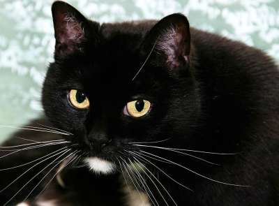 猫 黑色的 白色的 家猫 家畜 动物 小猫 猫眼 可爱的 看法