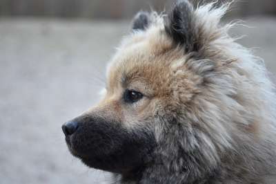 狗 肖像狗的档案 动物 Eurasier 哺乳动物 可爱