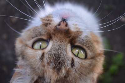 猫 眼睛 枪口 家猫 宠物 猫眼 毛茸茸的猫 喜欢猫的人 猫脸