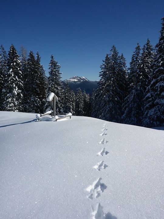 雪 森林 感觉 雪景 冬天 树 山 景观 下雪的 叉 圣