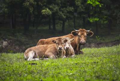 母牛 家庭 动物 农业 养牛业 哺乳动物 牲畜 牧场 反刍动物