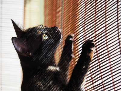 吉祥物 猫 看 小猫咪