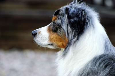 狗 澳大利亚牧羊犬 牧羊犬