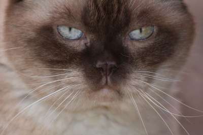 英国短毛猫 猫 家猫 毛皮 肖像