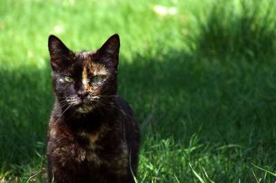 猫 打猎 原野 荒野 玳瑁 猫科动物