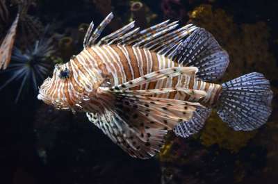 鱼 水族馆 水下 危险的 狮子鱼 狮子鱼 狮子鱼 狮子鱼 狮子鱼