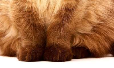 天鹅绒爪子 英国短毛猫 猫 家畜 英国 短发 家猫 纯种