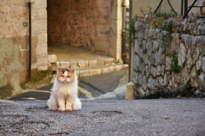 脾气暴躁的猫 脾气暴躁的 猫 基蒂 动物 猫科动物 宠物 毛皮
