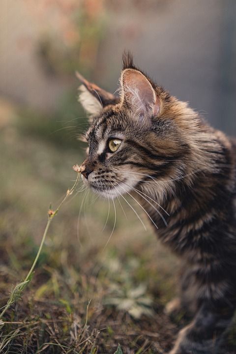 猫 缅因库恩 可爱的 动物 宠物 自然 花 眼睛 猞猁