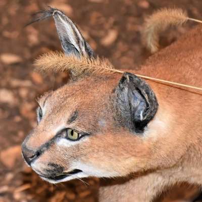 狞猫 野生猫 野生动物 动物 食肉动物 自然 捕食者 哺乳动物