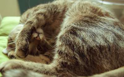 猫 疲劳的 睡觉 棕色的睡眠