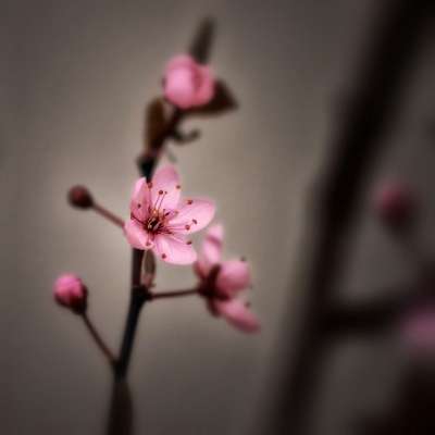 樱花 春天 粉色的 颜色 日本樱桃 盛开 闻