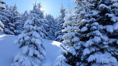 阿尔高 阿尔卑斯山 冬天 雪 树木