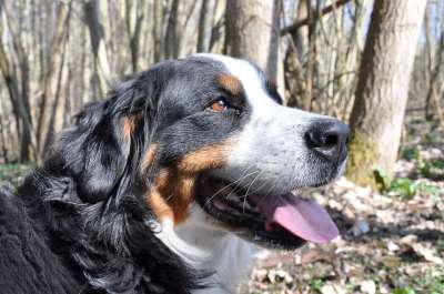 狗 伯恩山犬 动物 自然 家庭 大狗 喝 森林 树