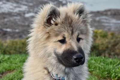 狗 狗Eurasier Eurasier奥拉夫的蓝色 犬类