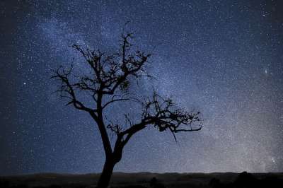 树 星星 银河系 圣诞节 冬天 快乐的 喜庆的 季节 设计
