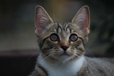 小猫 猫宝宝 猫 鲭鱼 家猫