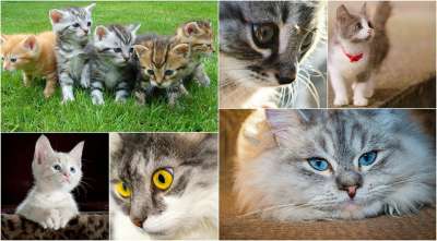猫 小猫 大学 照片拼贴 可爱的 基蒂 动物