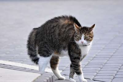 猫 虎斑猫 宠物 猫科动物 动物 毛皮 基蒂 哺乳动物 国内的