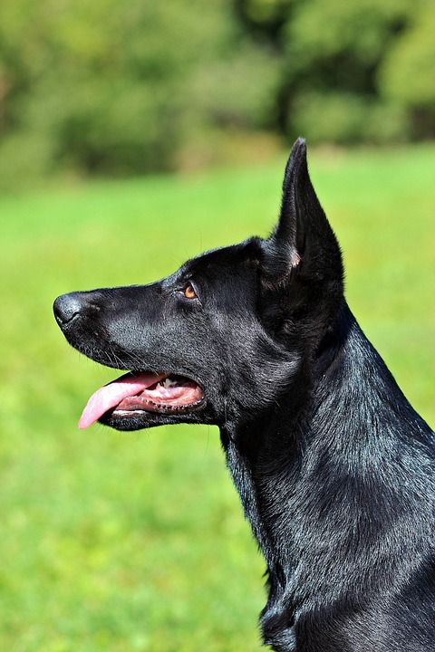 黑的德国牧羊犬 小狗 狗 头 美