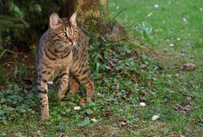 猫 孟加拉猫 荒野 野生动物 自然 好奇；兴奋 观察员 森林
