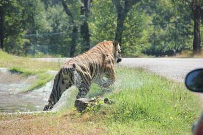 老虎 动物 野猫 猫科动物 自然 野生动物 动物园