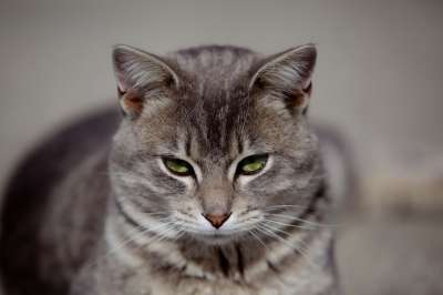 猫 猫科动物 基蒂 灰色的 灰猫