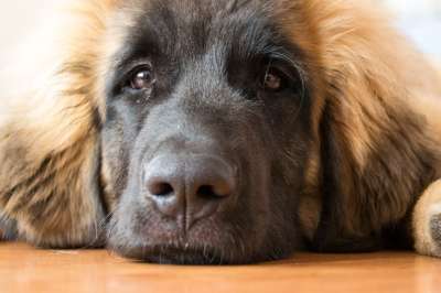 狗 小狗 购买Leonberger 动物 可爱的 看法 哺乳动物