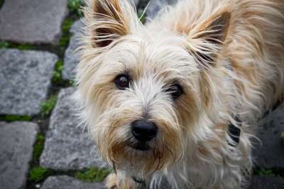 狗 宠物 动物 老山小猎犬 家犬 犬类 哺乳动物 可爱的
