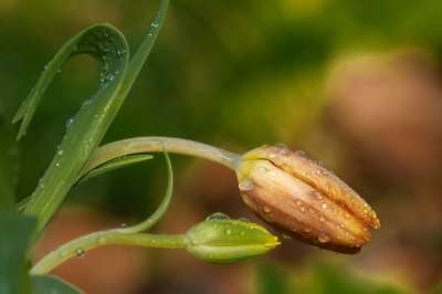 郁金香 花蕾 露滴 花 春天 春天的花朵 花园 新鲜的 花的