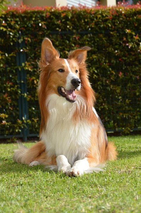 牧羊犬 狗 吉祥物
