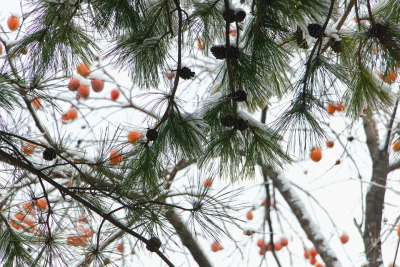 Winter Snow Christmas Pine Tree