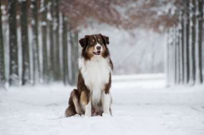 澳大利亚牧羊犬 狗 雪 下雪 宠物 动物 家犬 犬类 哺乳动物