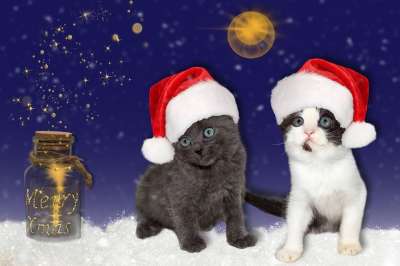 猫 年轻 圣诞节 帽子 红色的 星星 圣诞节的时候 圣诞派对