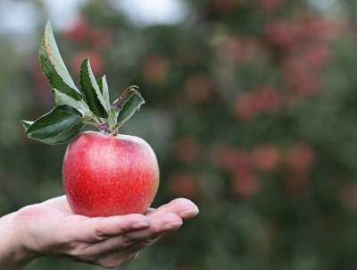 苹果 红色的 红苹果 手 苹果种植园 好吃 水果 维生素 新鲜